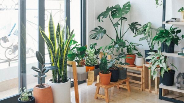 10 tipos de plantas ideias para se ter na cobertura