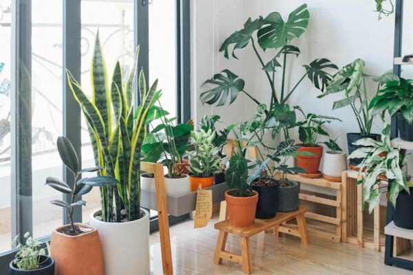 10 tipos de plantas ideias para se ter na cobertura