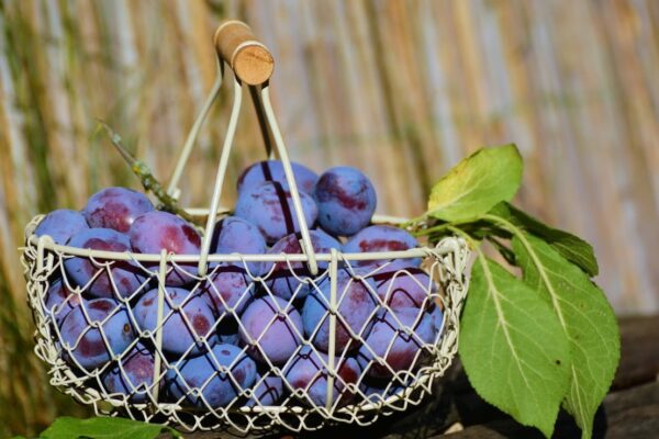 7 tipos de fruteiras para você conhecer e se inspirar!